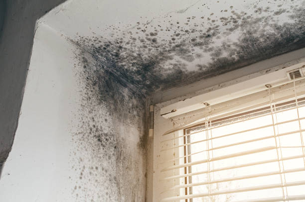 Affordable Basement Mold Removal solutions in Ellsworth, MI