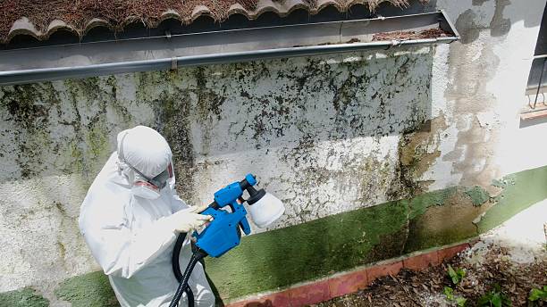 Top rated local Basement Mold Removal specialists in Ellsworth, MI